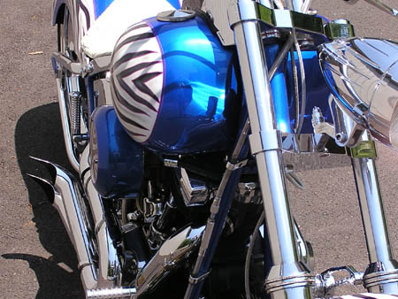 Zebra_07