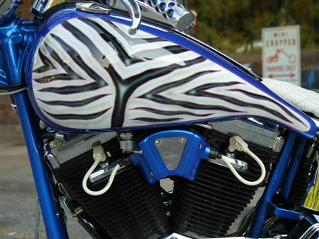 Zebra_10