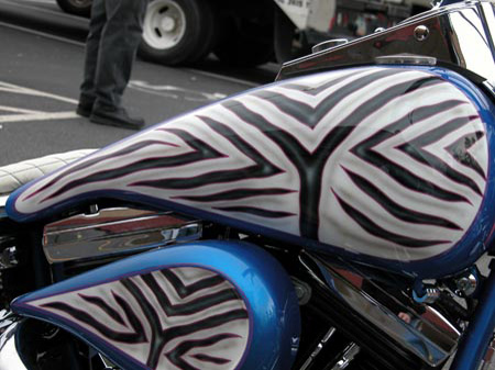 Zebra_11