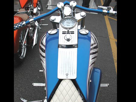 Zebra_12