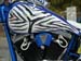 Zebra_10